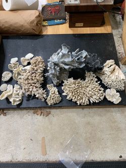 Coral dead for salt water tank