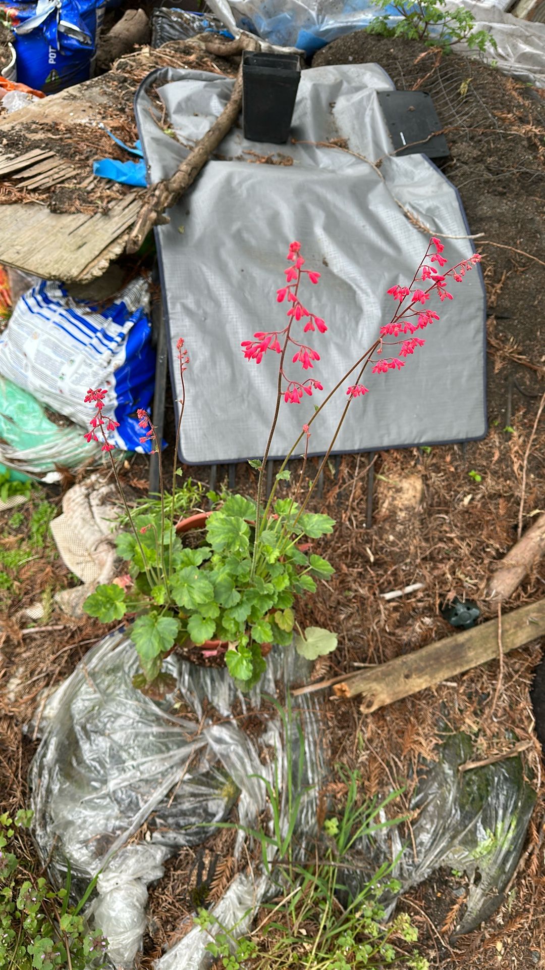 Coral bells