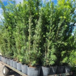 Beautiful Podocarpus Plants For Inmediate Privacy!! 6-7 Feet Tall Measurements Over The Pot!! Fertilized 