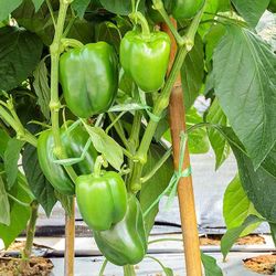Organic Green Bell Pepper Plants, More Varieties Available 