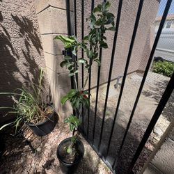 20th Century Asian Pear Tree