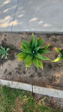 Foxtail Agave plant