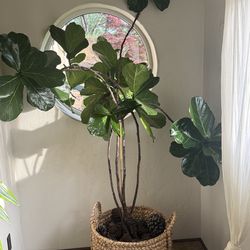 Fiddle Leaf Fig Tree