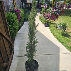 Italian Cypress Pine Tree ARRIVE, BEAUTIFUL AND HEALTHY PLANTS. $35 each
