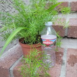 2 Plants In a Pladtic Pot