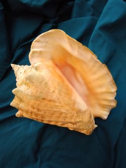 Conch Shell diver finding -  Natural