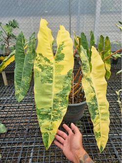 RARE VARIEGATED BILLIETAE