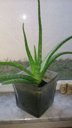 ALOE PLANTS