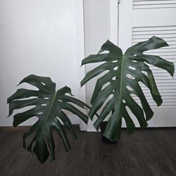 Monstera Deliciosa 