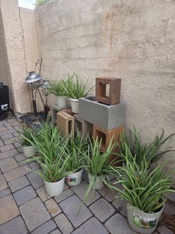 Aloe Vera Plant