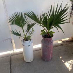 Jullia And Juanna Women’s Palms Plants