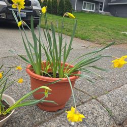 Large Pot With Daffodile Plants