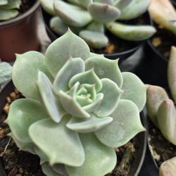 Natural Succulents Plants 