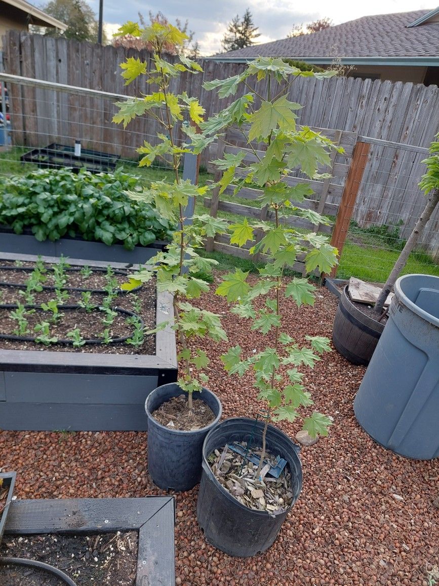 6' Maple Tree