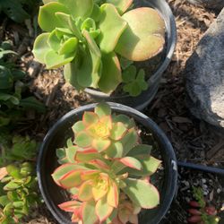 Succulents