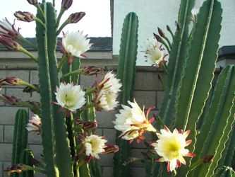 Peruvian Apple Cactus Cutting 10 To 14 Inches...Cereus Repandus!