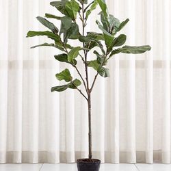 Crate And Barrel 7’ Fiddle Leaf Fig Tree 