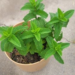Mints Plant