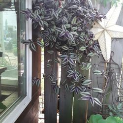 Hanging plants 