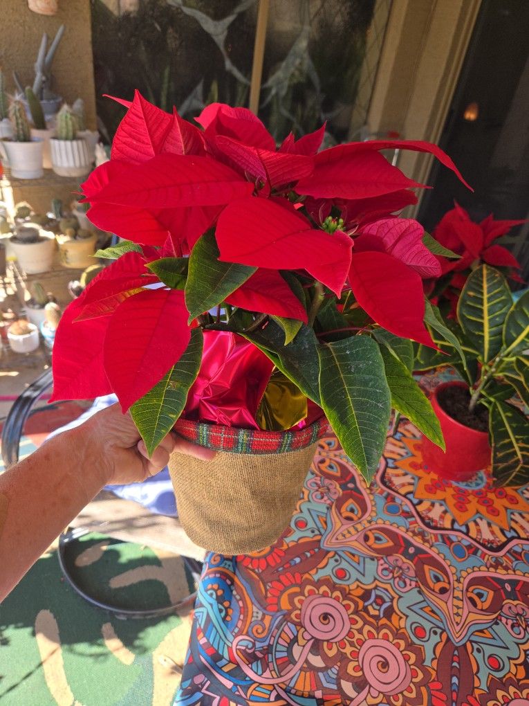 Poinsettia Plants $6 Each