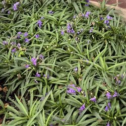Dwarf Mexican Petunia