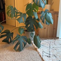 Plant 