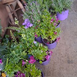 Plants With Flowers!