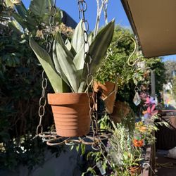 Snake Plant In Clay Pot Plus Iron Hanger