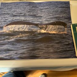 Whale Tail Print