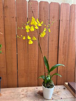 EXOTIC Large Orchid sweet sugar ‘lemon drop’