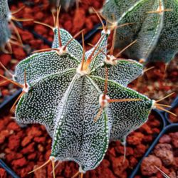 Astrophytum Ornatum 🪴🌵