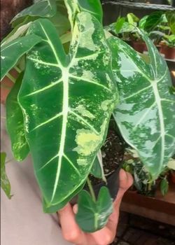 4 Variegated Alocasias Frydek - in one pot