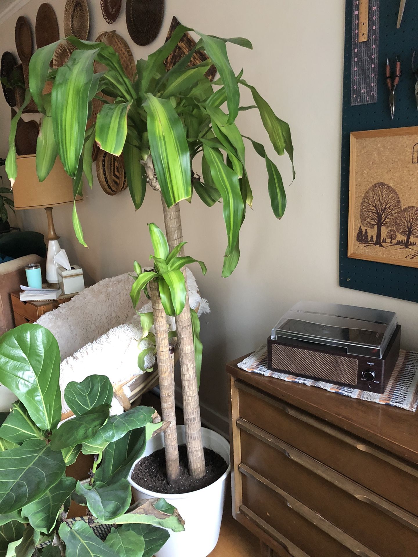 Mass cane plant 6feet tall with pot