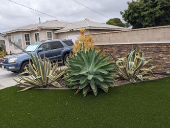 Large Agaves $20