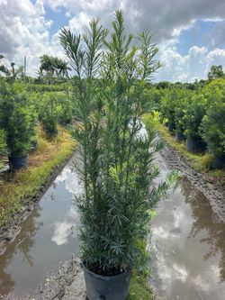 Beautiful Podocarpus Plants For Inmediate Privacy! 5 feet Tall! Fertilized!