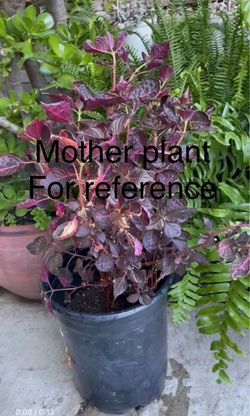 Well rooted one gallon pot Iresine (commonly known as) bloodleaf; each cup $5;95820 see