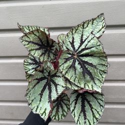6” rex begonia