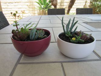 Set Of Burgundy & White Garden Pots With Succulents