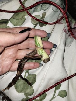 Monstera Albo Nodes With Aerial Roots High Variegation 