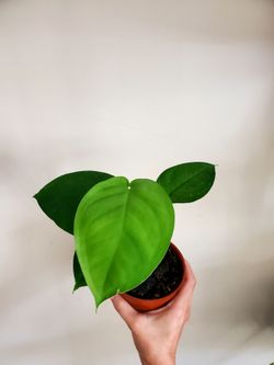 Syngonium Chiapense