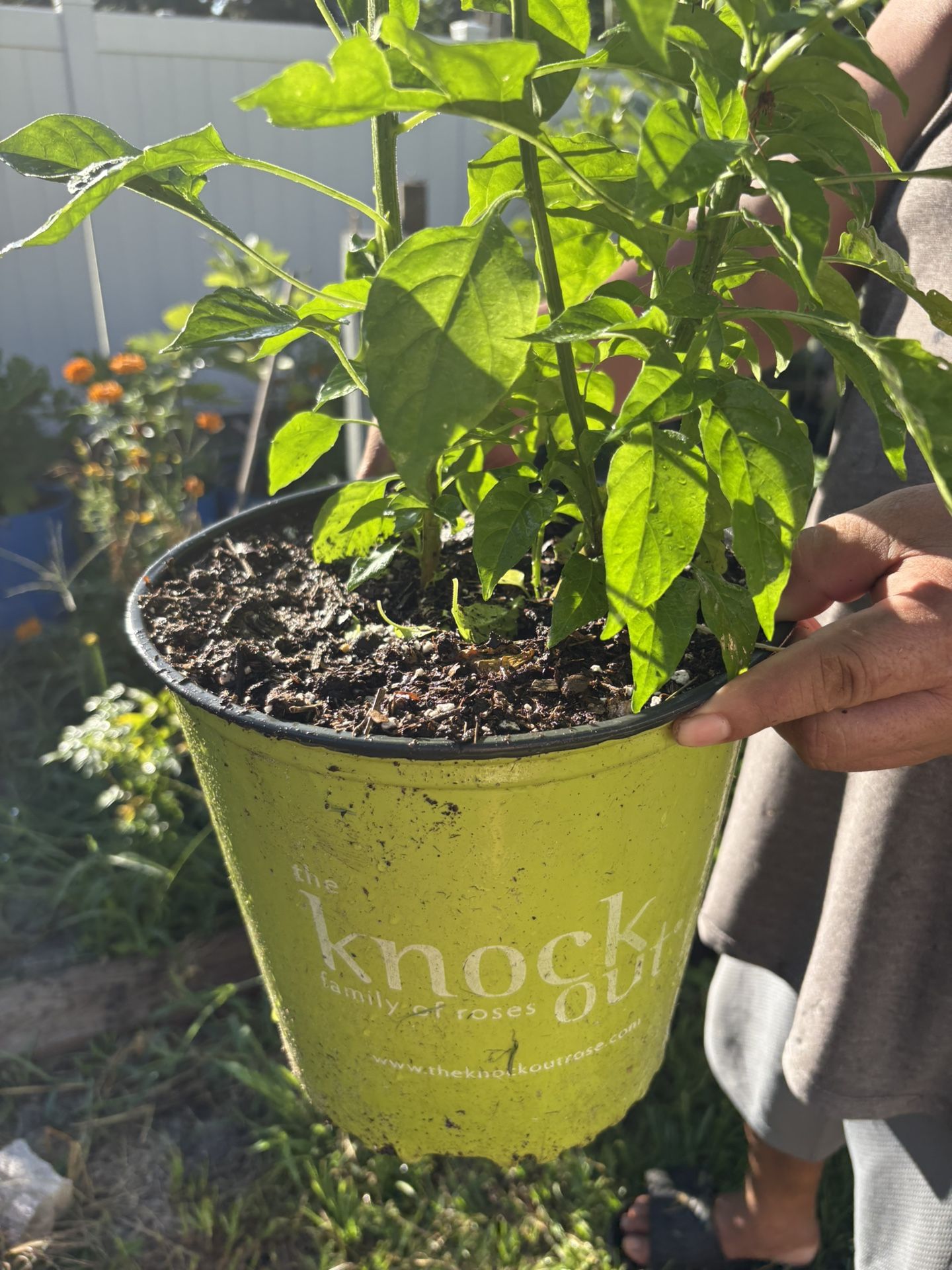 Chile Habanero Plants