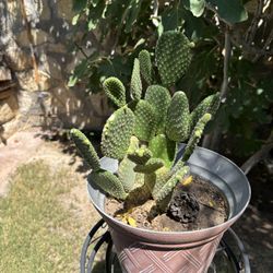 Rabbit Ear Cactus