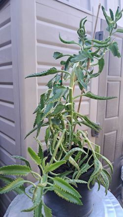 Mother of thousand , big plant