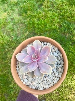 Purple succulent
