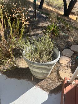 Large potted outdoor plant
