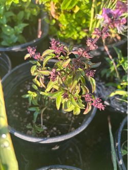 Thai basil