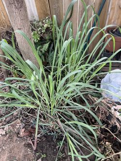 Lemongrass Organic Plants For Sale