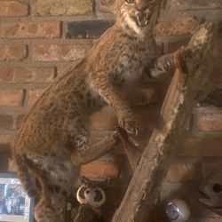 Taxidermy Southern Bobcat
