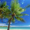 Tropical