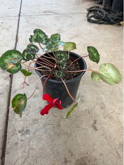 Plant